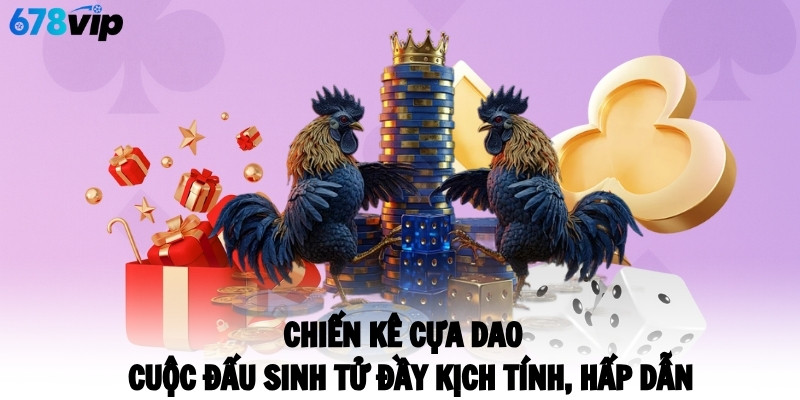Chiến kê cựa dao - Cuộc đấu sinh tử đầy kịch tính, hấp dẫn