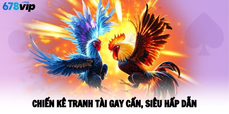 Chiến kê tranh tài gay cấn, siêu hấp dẫn